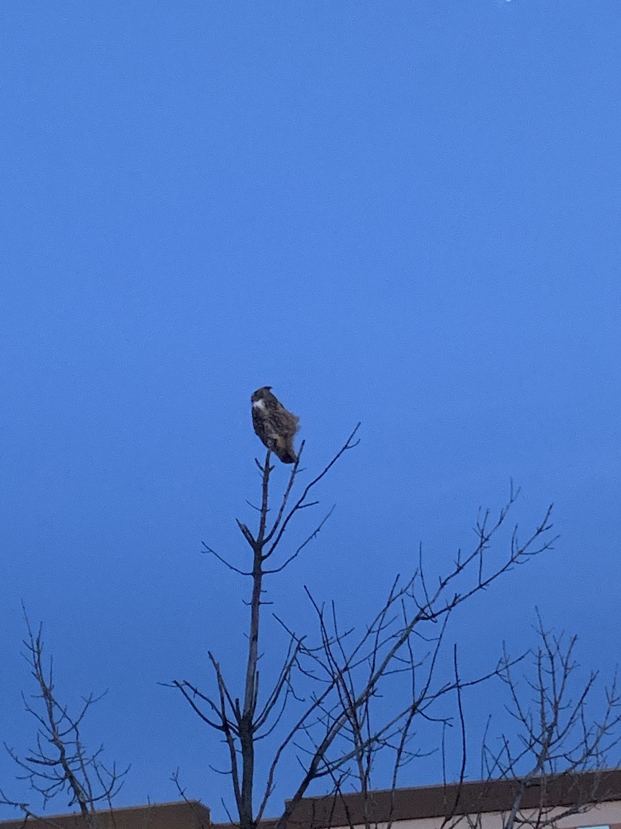 Great Horned Owl - ML394029601