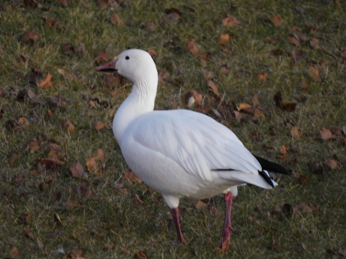 Snow Goose - ML394030451