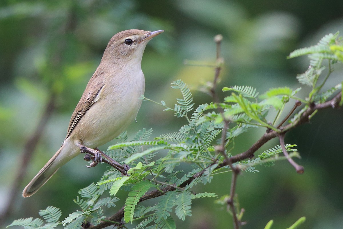 Booted Warbler - ML394030591