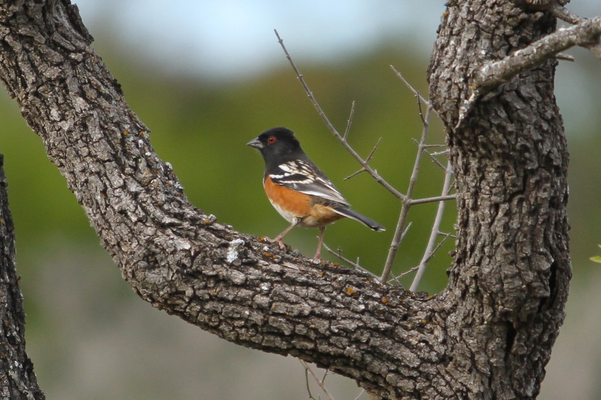 Spotted Towhee - Charles Vickers