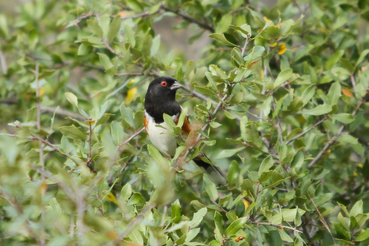 Spotted Towhee - Charles Vickers