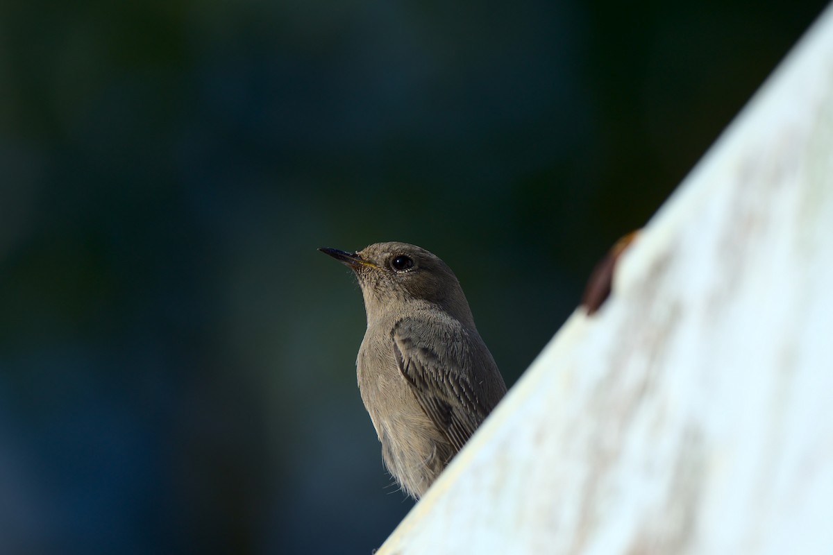 Black Redstart - ML394034731