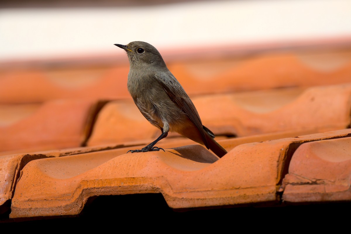 Black Redstart - VINODKUMAR SARANATHAN