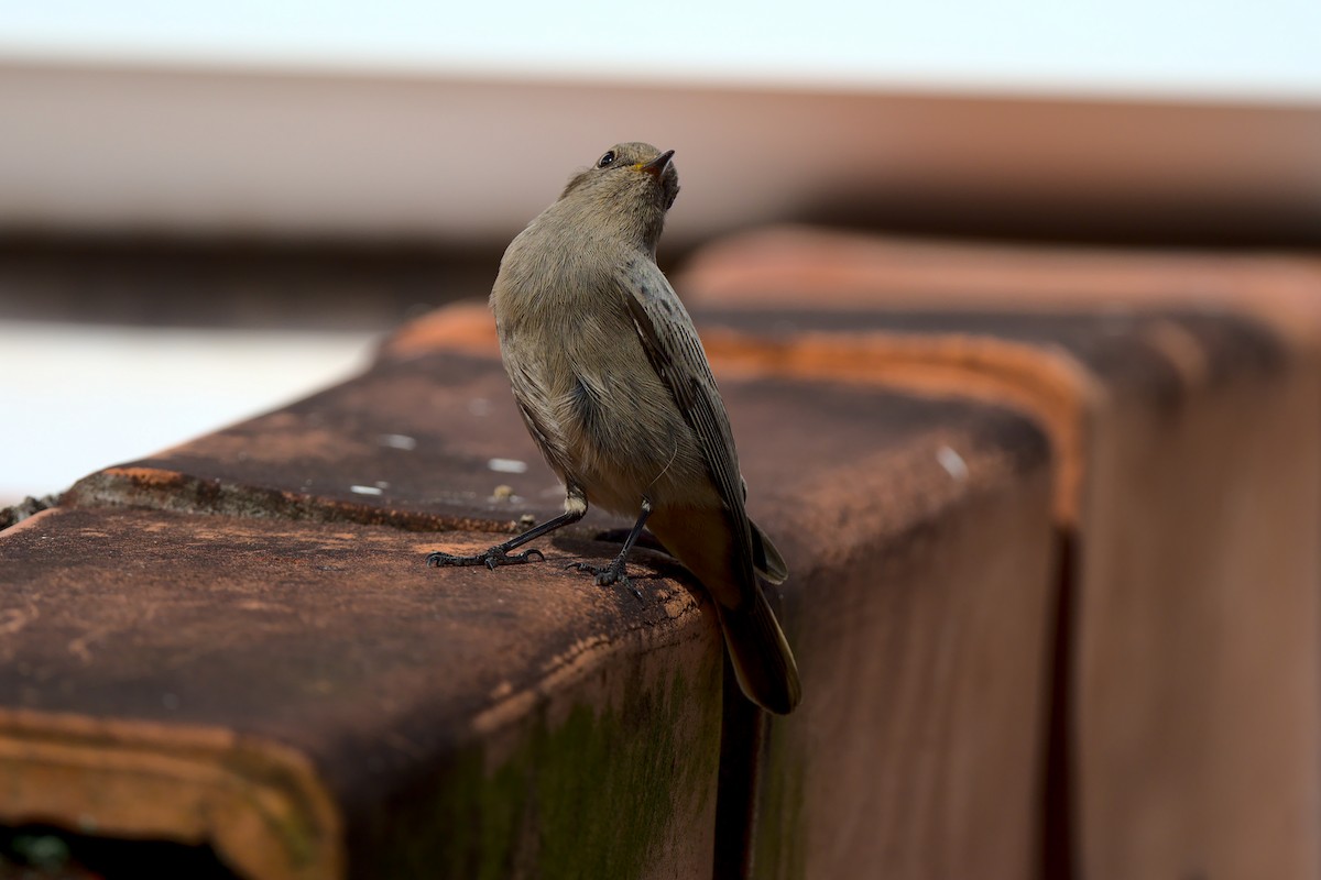 Black Redstart - ML394034751