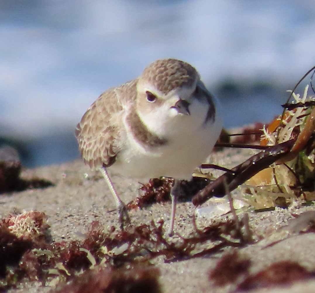 Snowy Plover - ML394034801