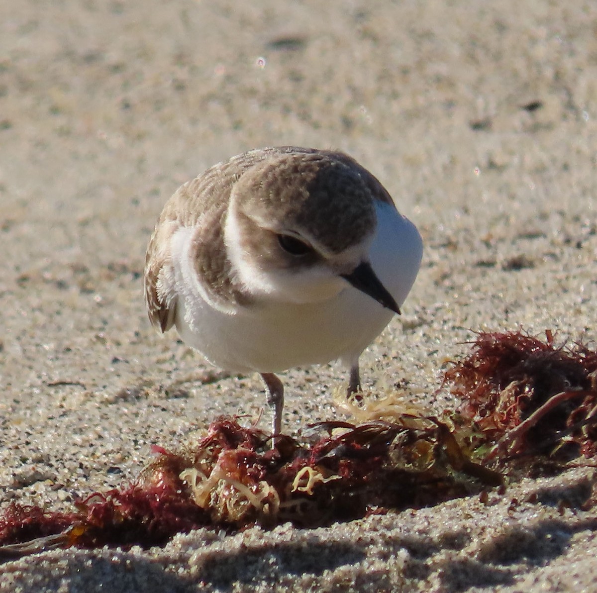 Snowy Plover - ML394034811