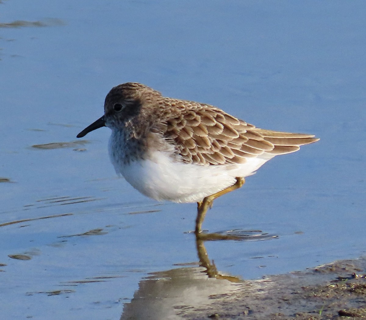 Least Sandpiper - ML394034881