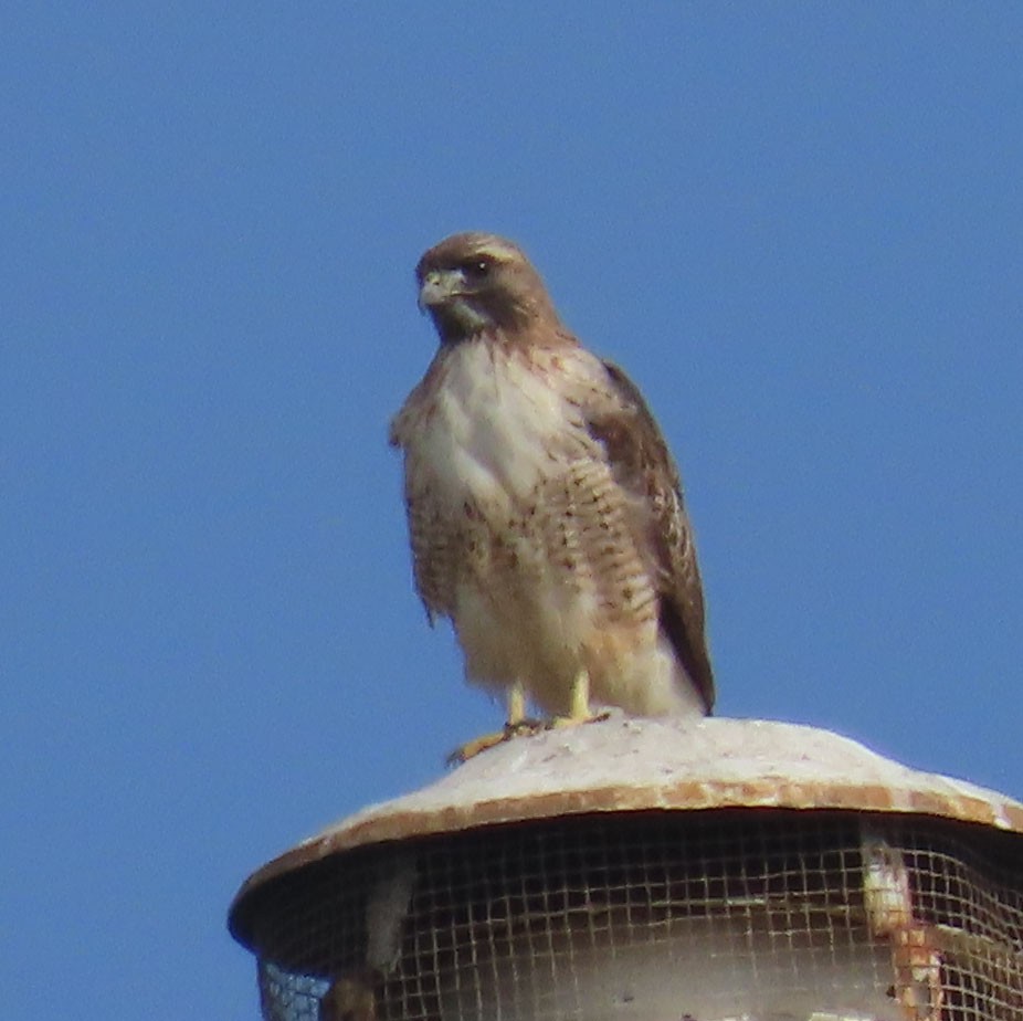 Red-tailed Hawk - ML394035971