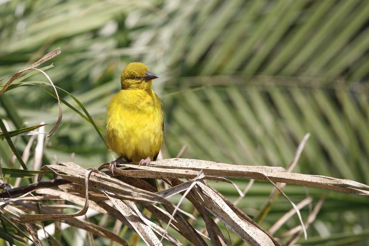 Holub's Golden-Weaver - ML394036031