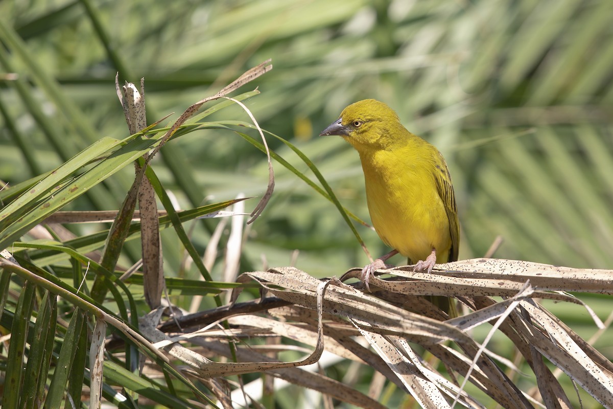 Holub's Golden-Weaver - ML394036041