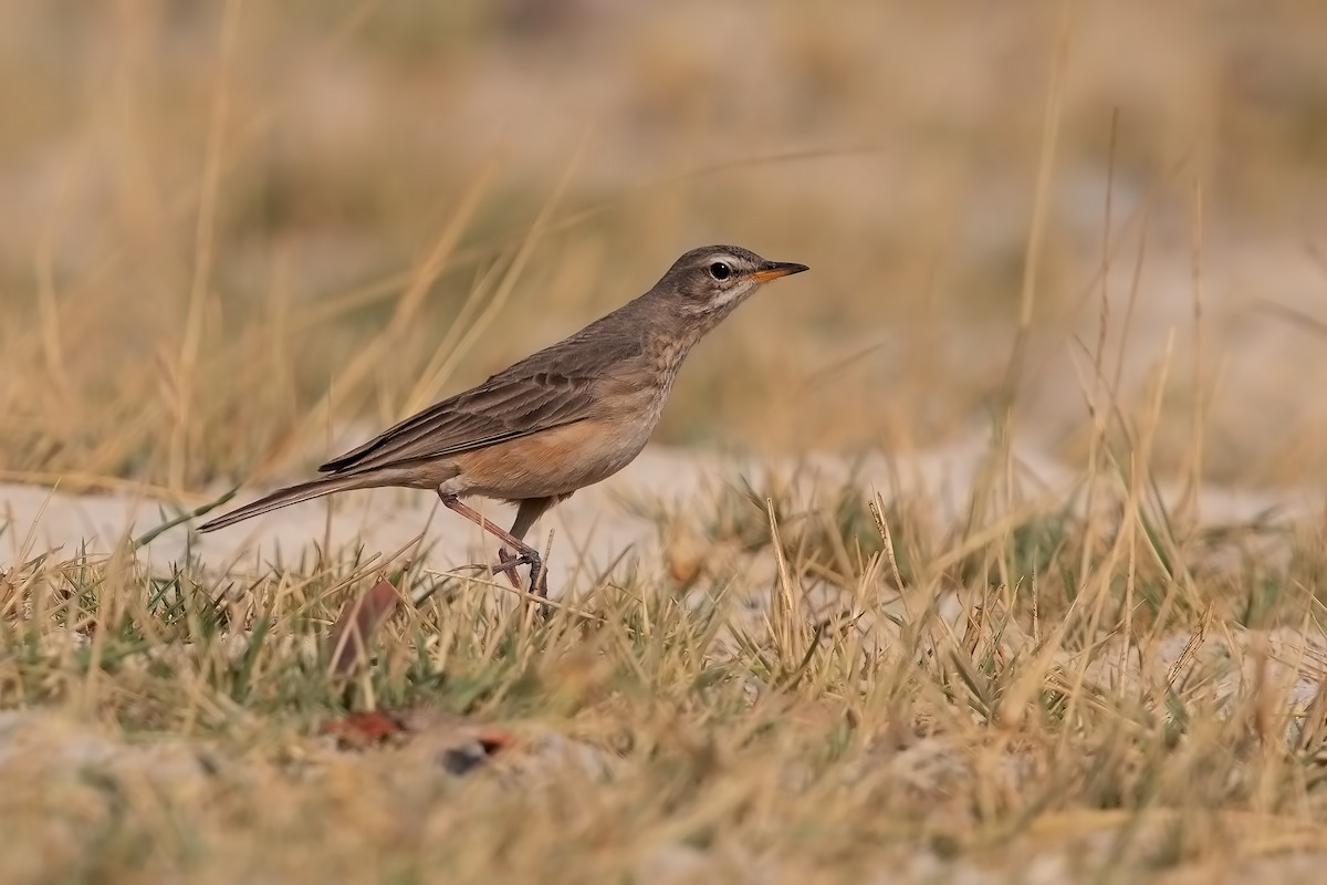 Plain-backed Pipit - ML394036101