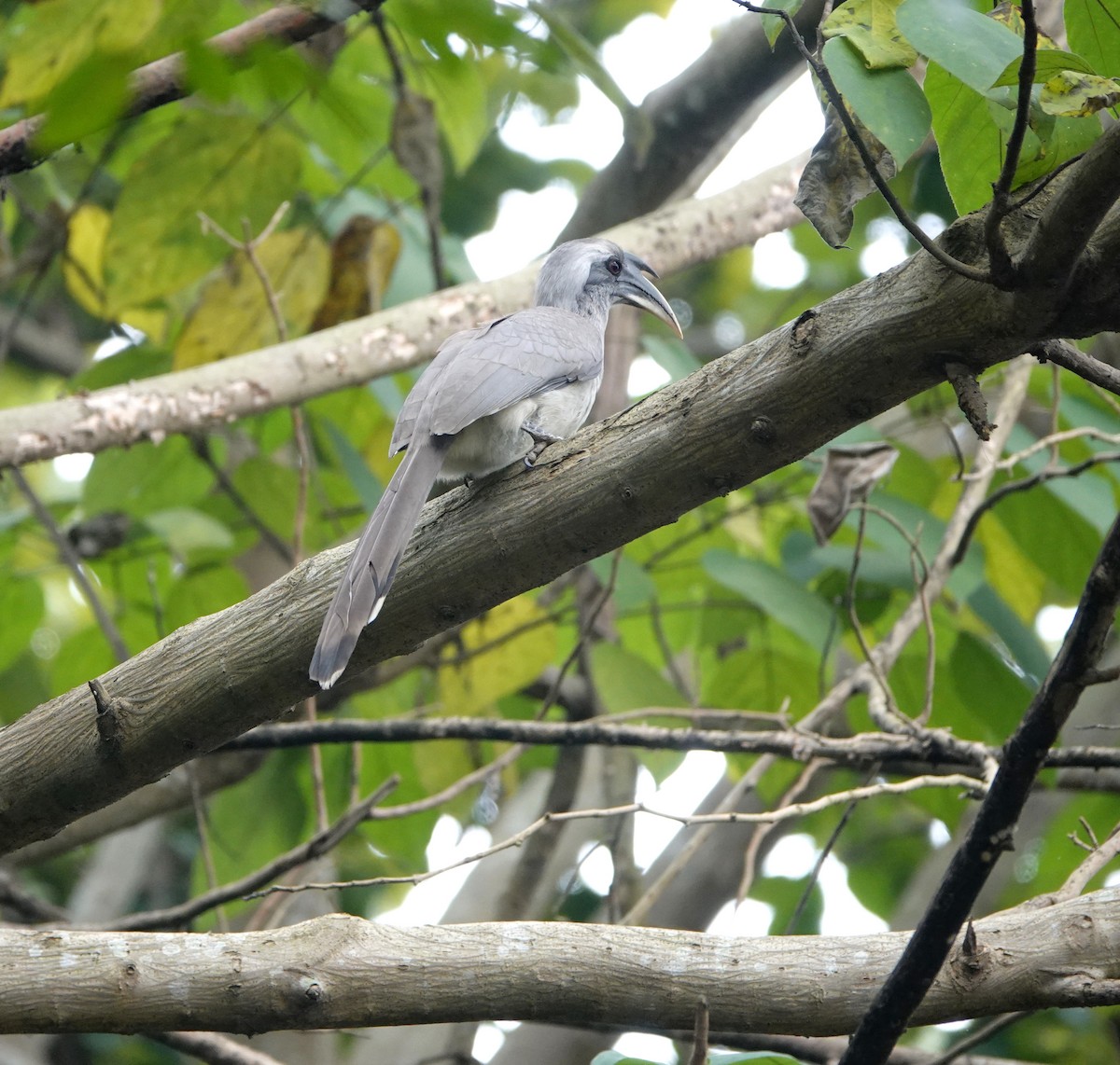 Indian Gray Hornbill - ML394036401
