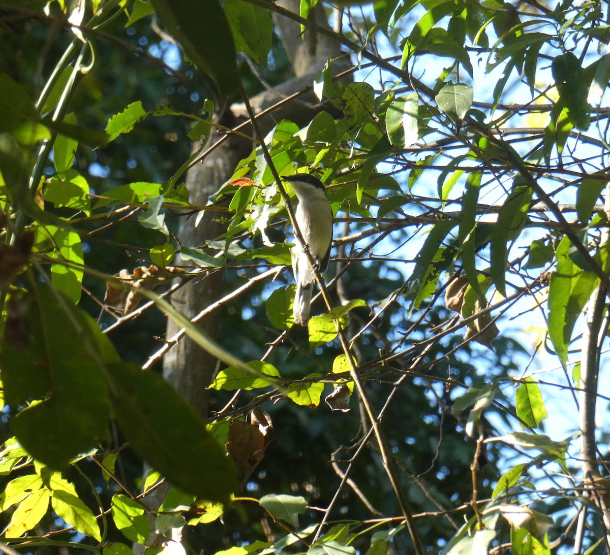 Bar-winged Flycatcher-shrike - ML394036781