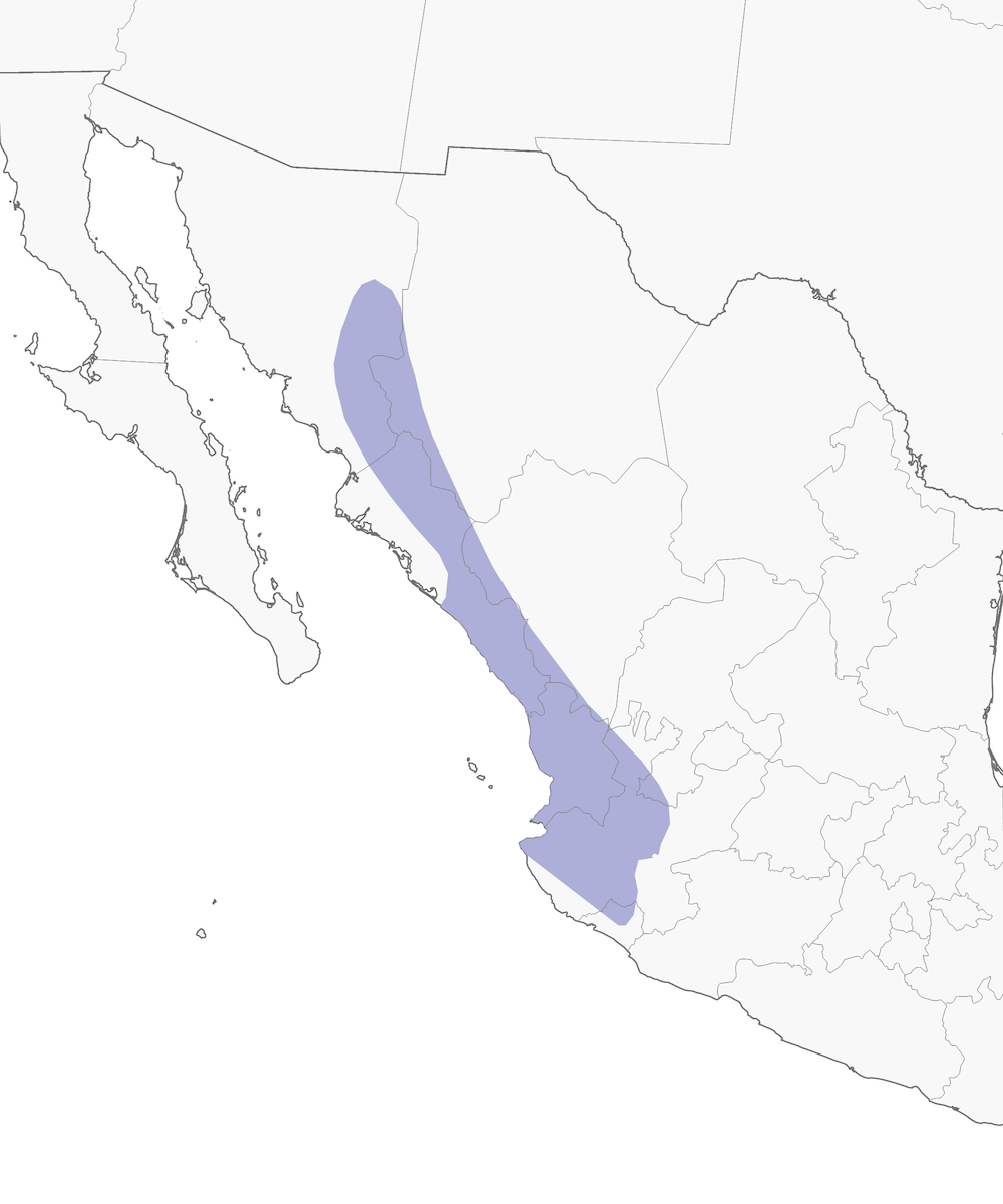 Figures - Black-throated Magpie-Jay - Cyanocorax colliei - Birds of the ...