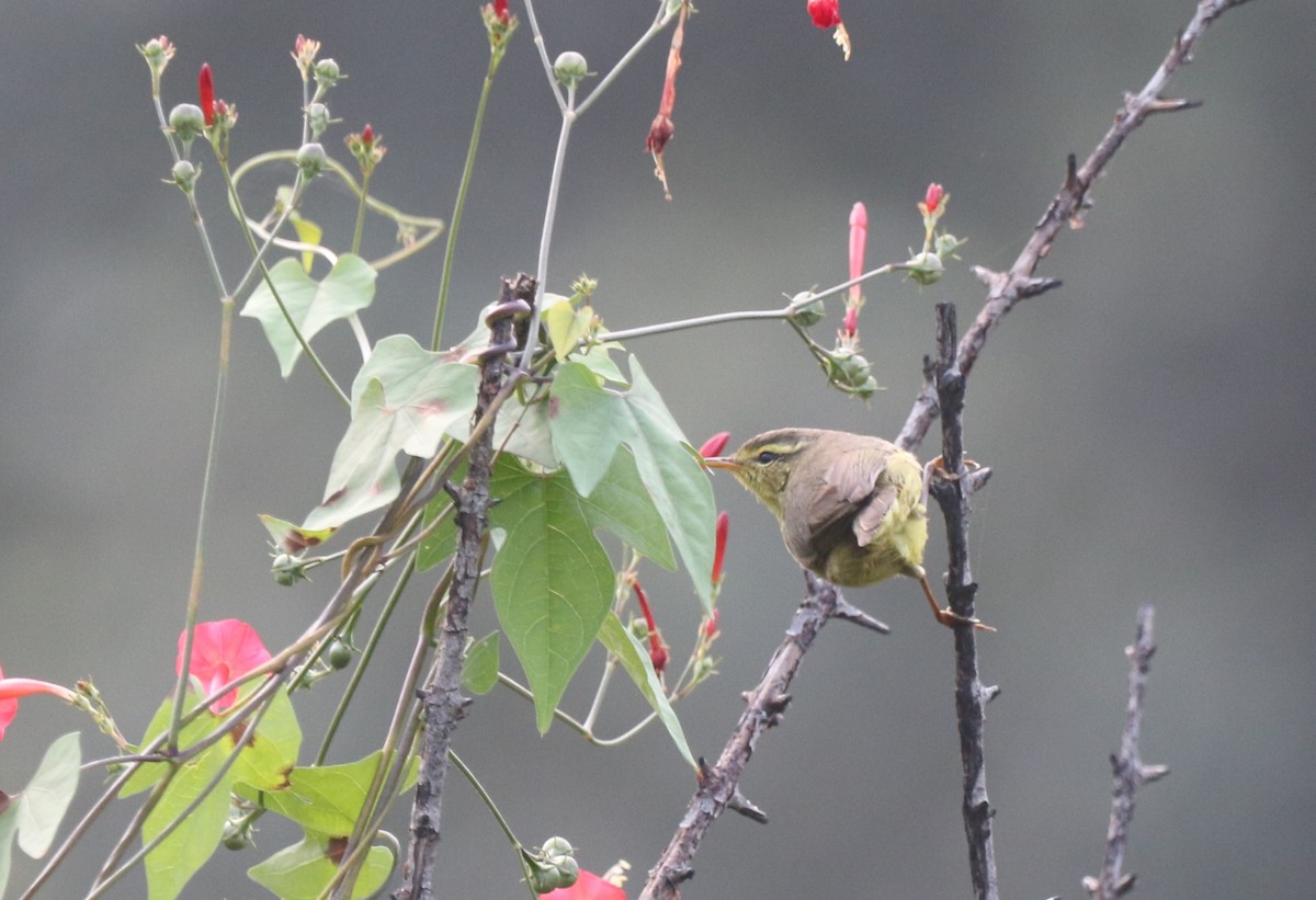 黃腹柳鶯(affinis/perflavus) - ML394038741