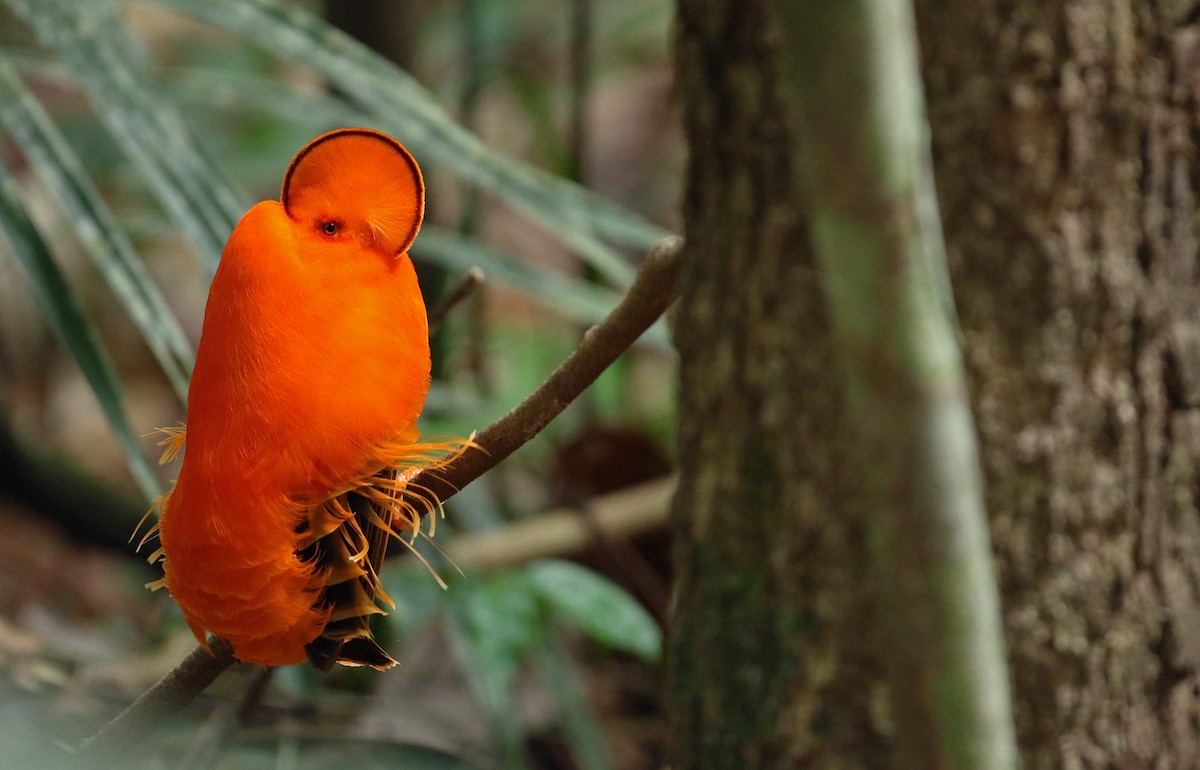 Guianan Cock-of-the-rock - ML39403941