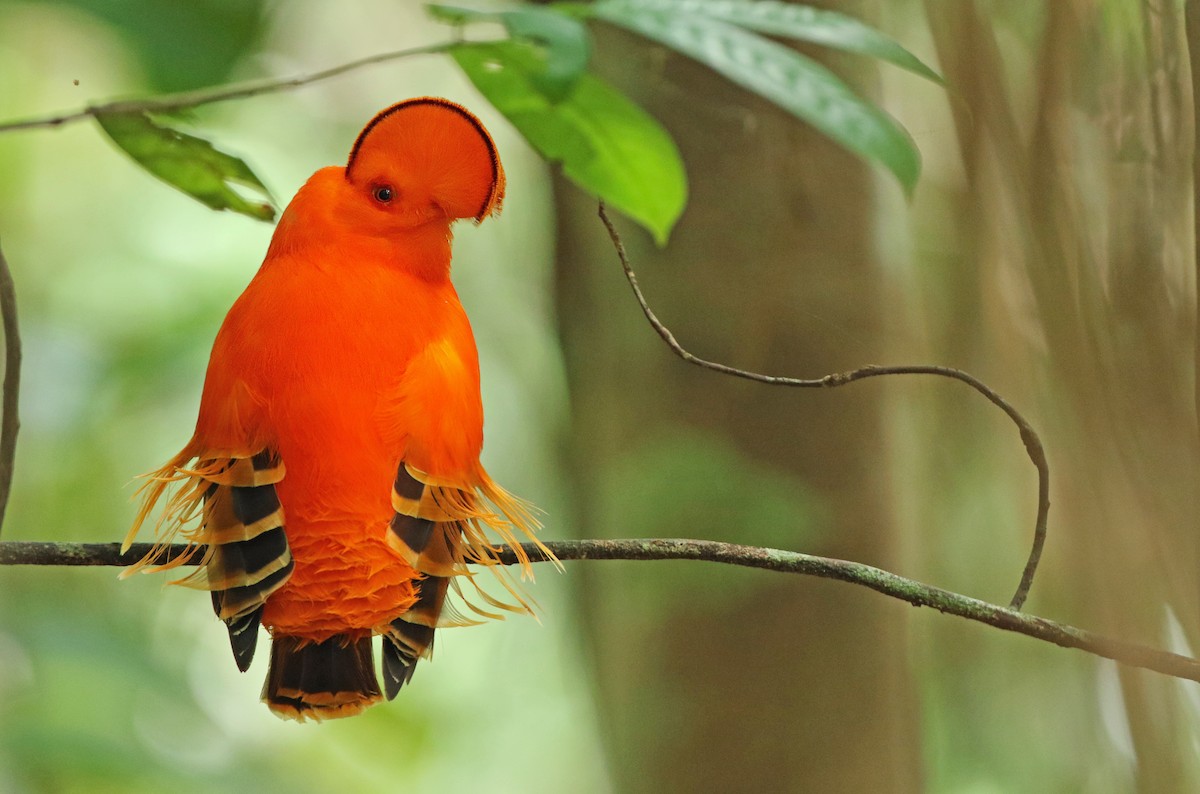 Guianan Cock-of-the-rock - ML39403991