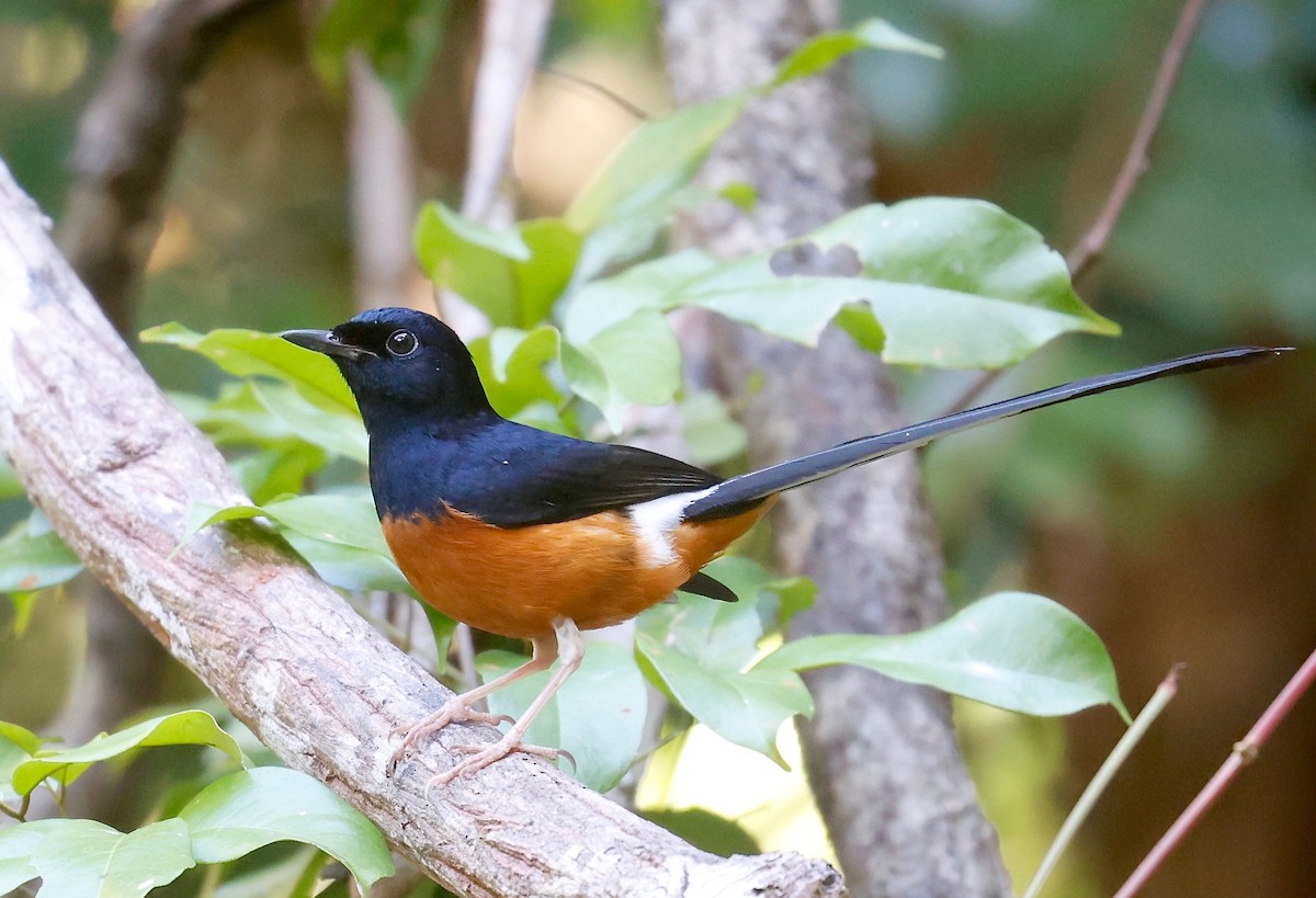 White-rumped Shama - Mark  Hogarth