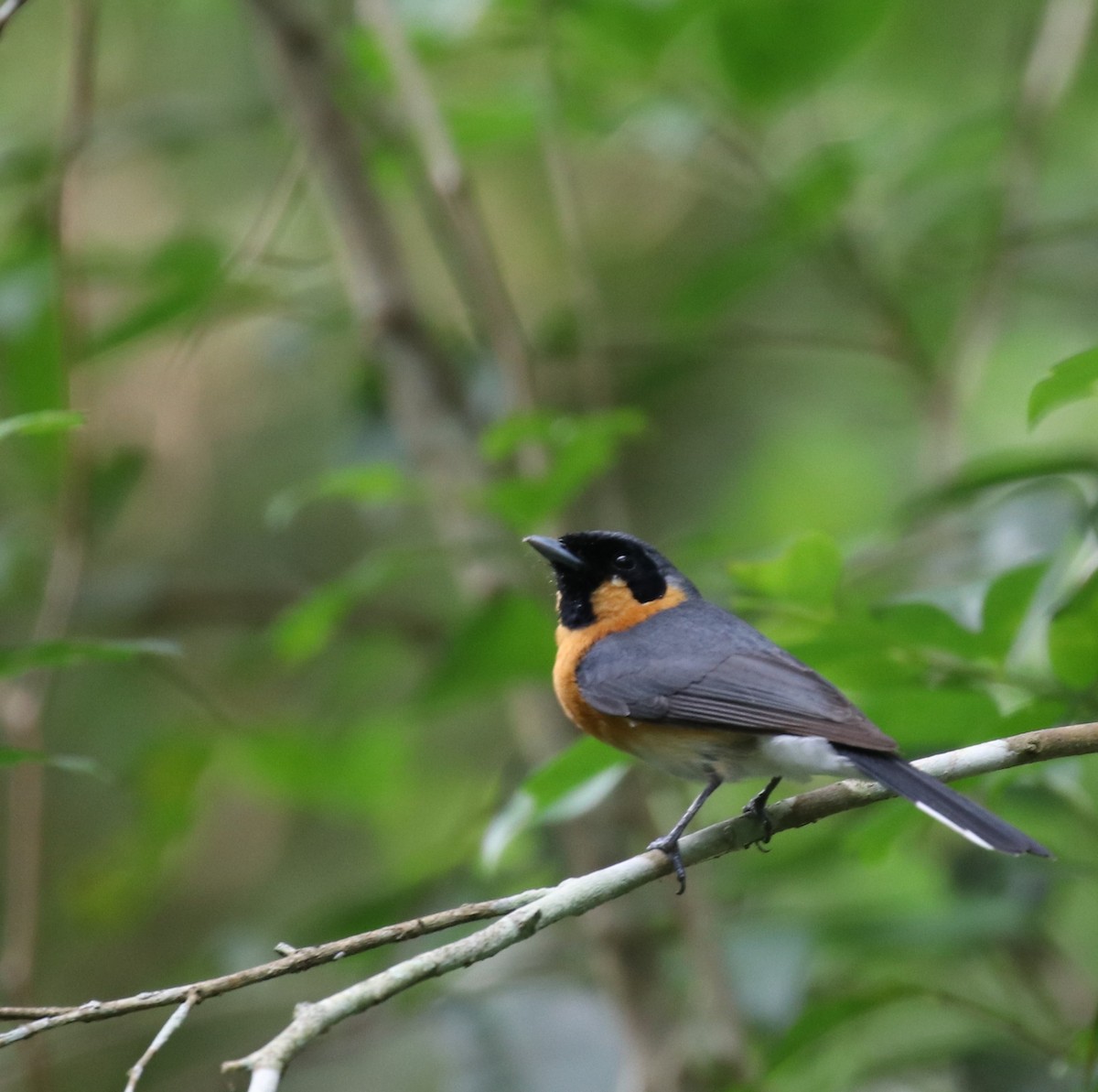 Spectacled Monarch - ML394044091