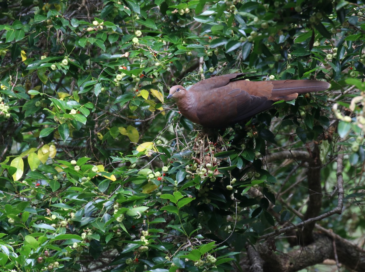 Brown Cuckoo-Dove - ML394044111