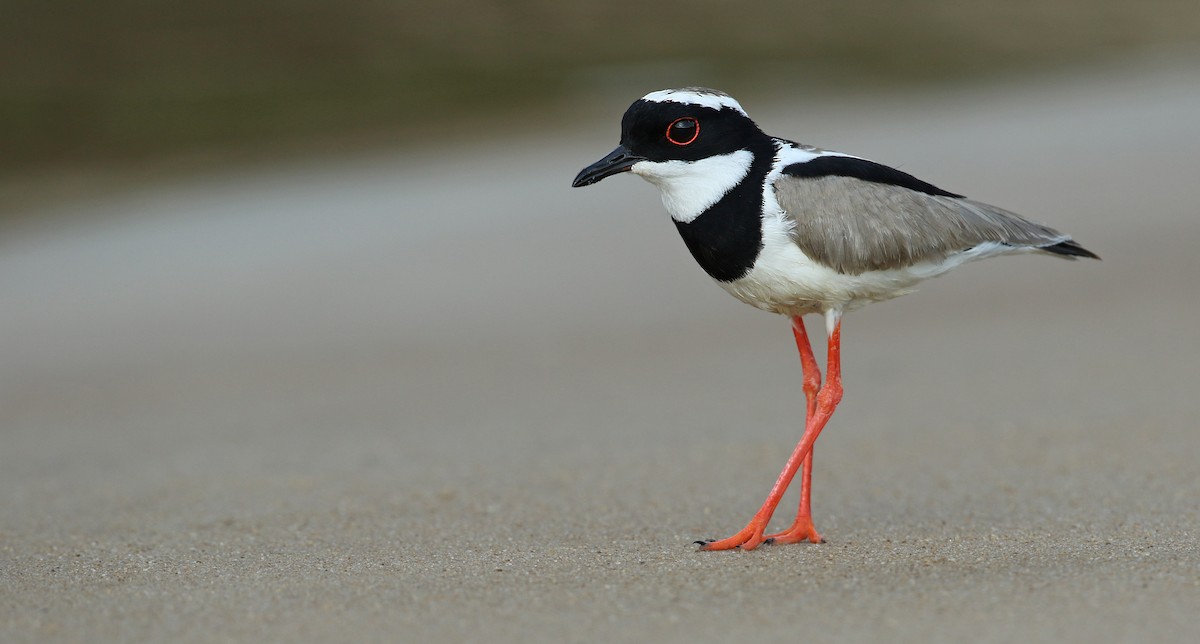 Pied Plover - ML39404621