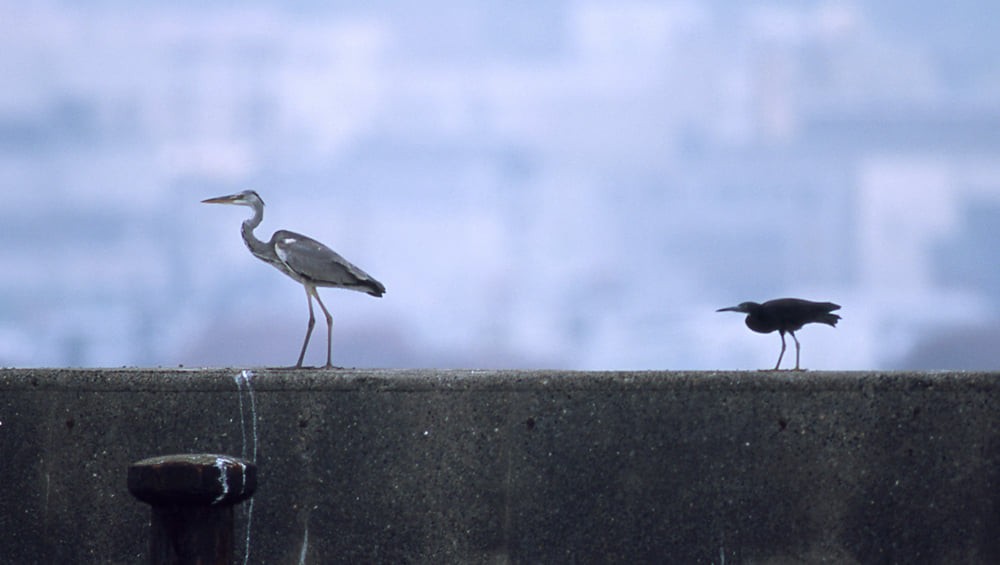 Pacific Reef-Heron - ML394046381