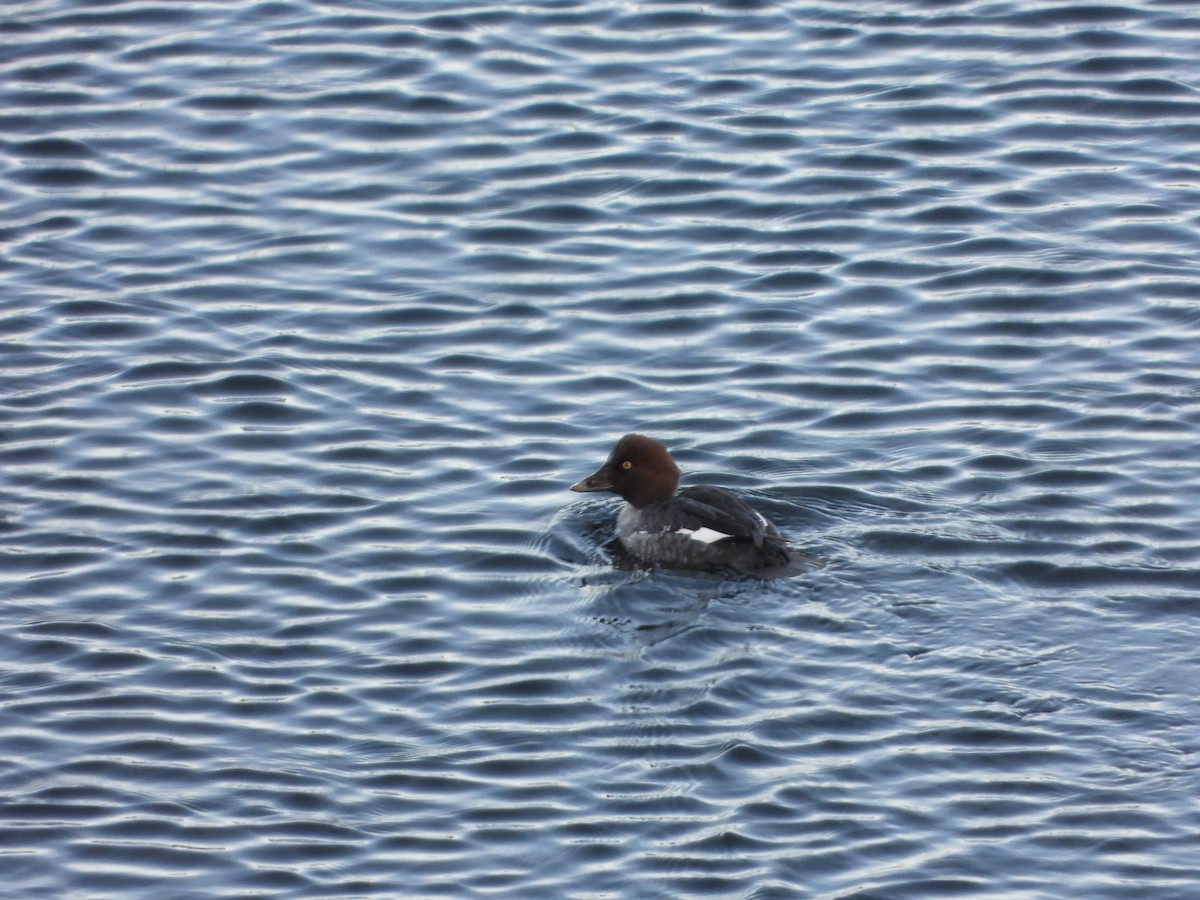 Common Goldeneye - ML394046611