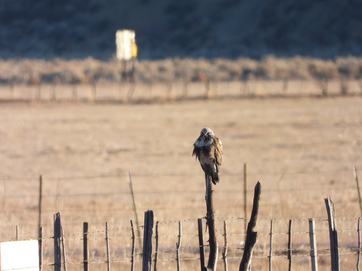 Rough-legged Hawk - ML394046911