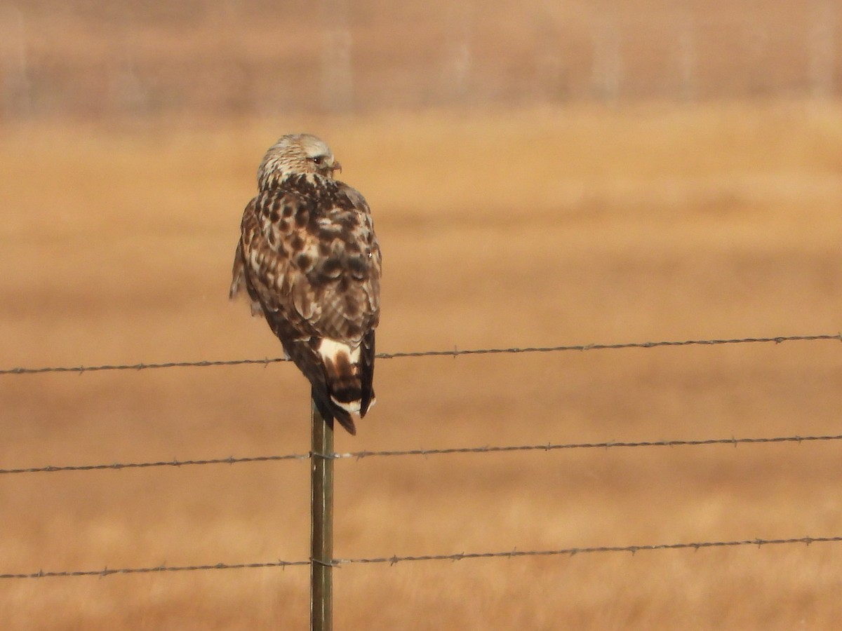 Rough-legged Hawk - ML394046931