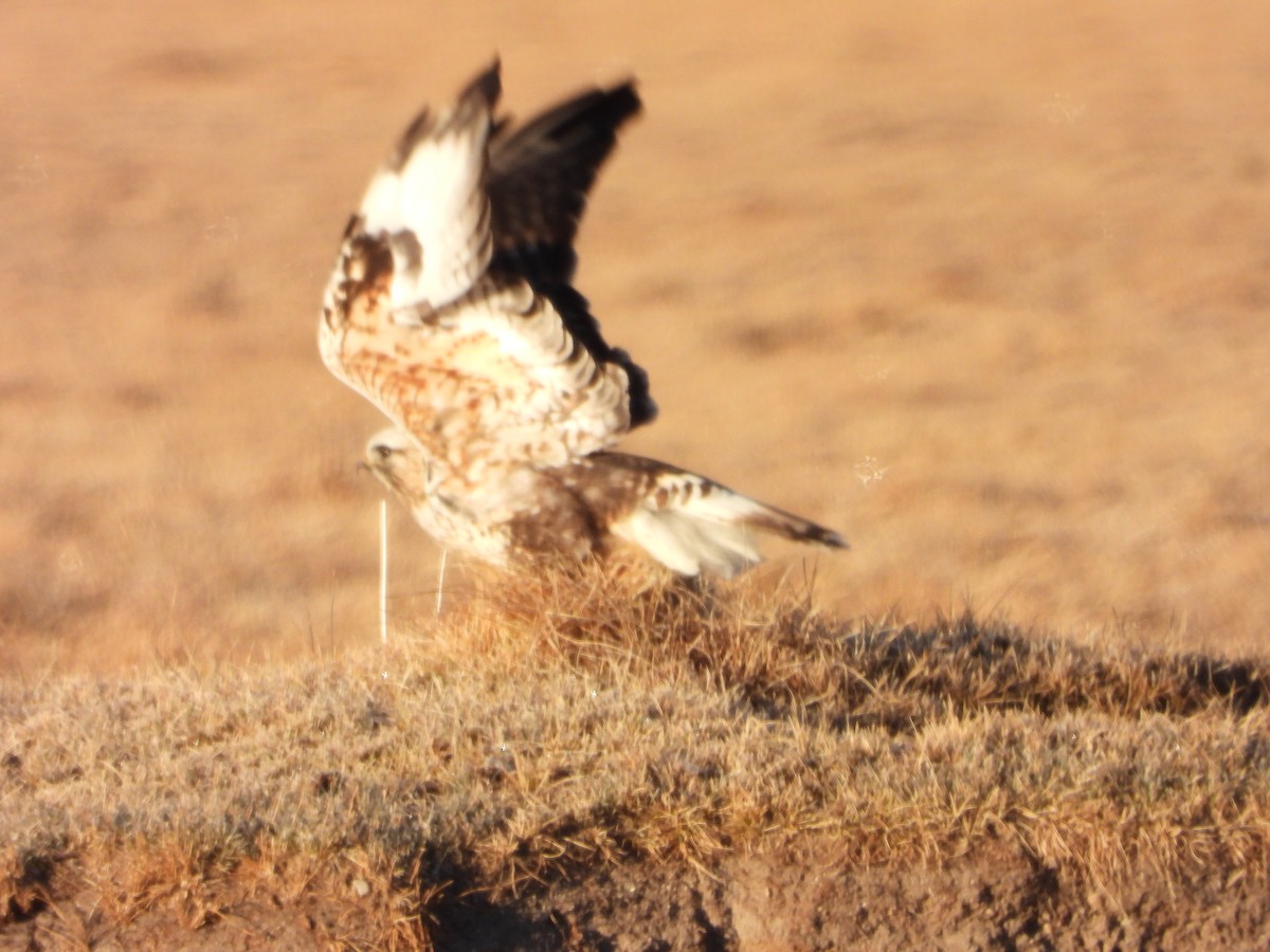 Rough-legged Hawk - ML394046951