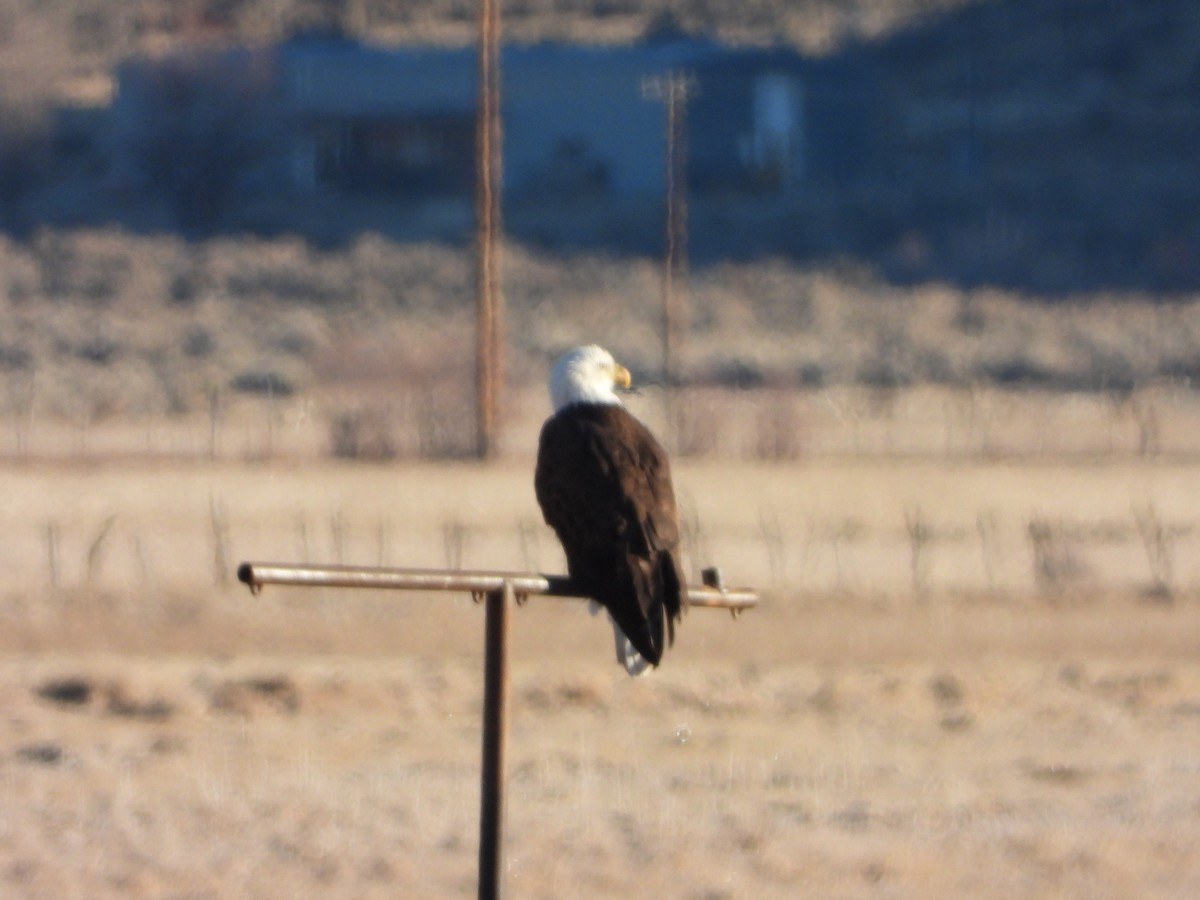 Bald Eagle - ML394046961