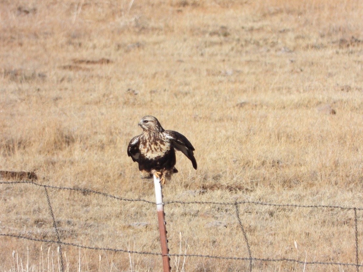 Rough-legged Hawk - ML394047311