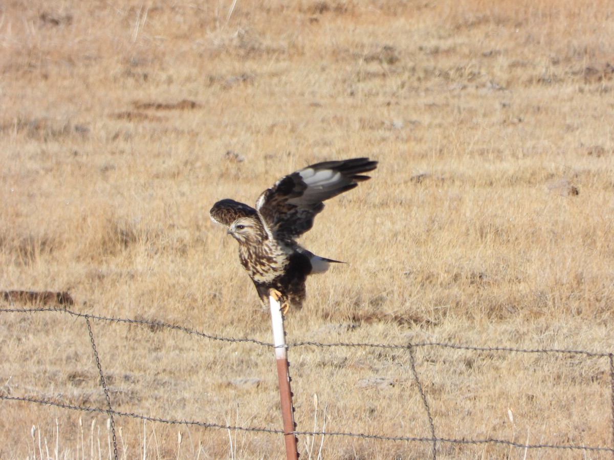 Rough-legged Hawk - ML394047411