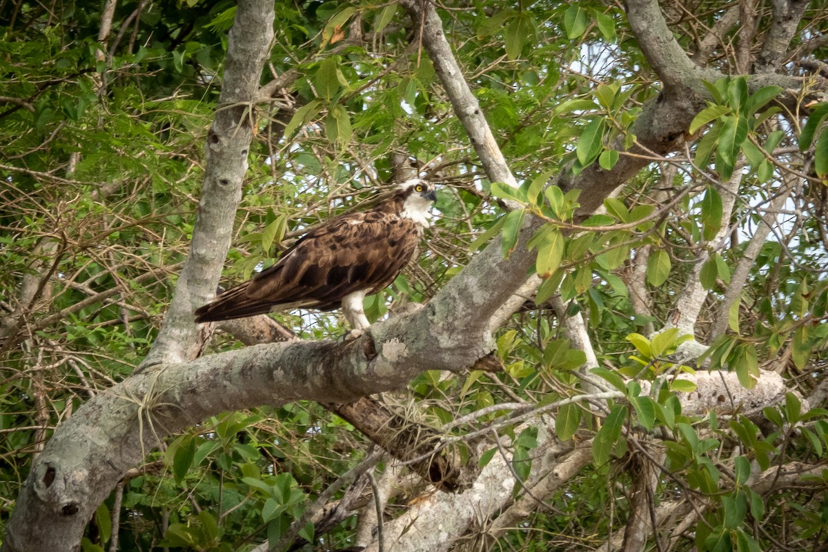 Osprey - ML394047581