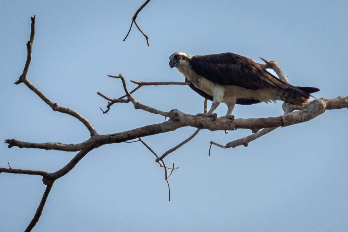 Osprey - ML394047591