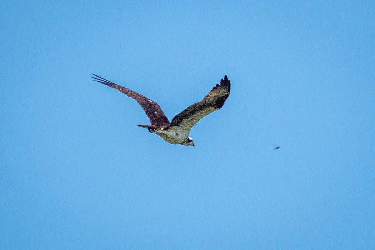 Osprey - ML394047611