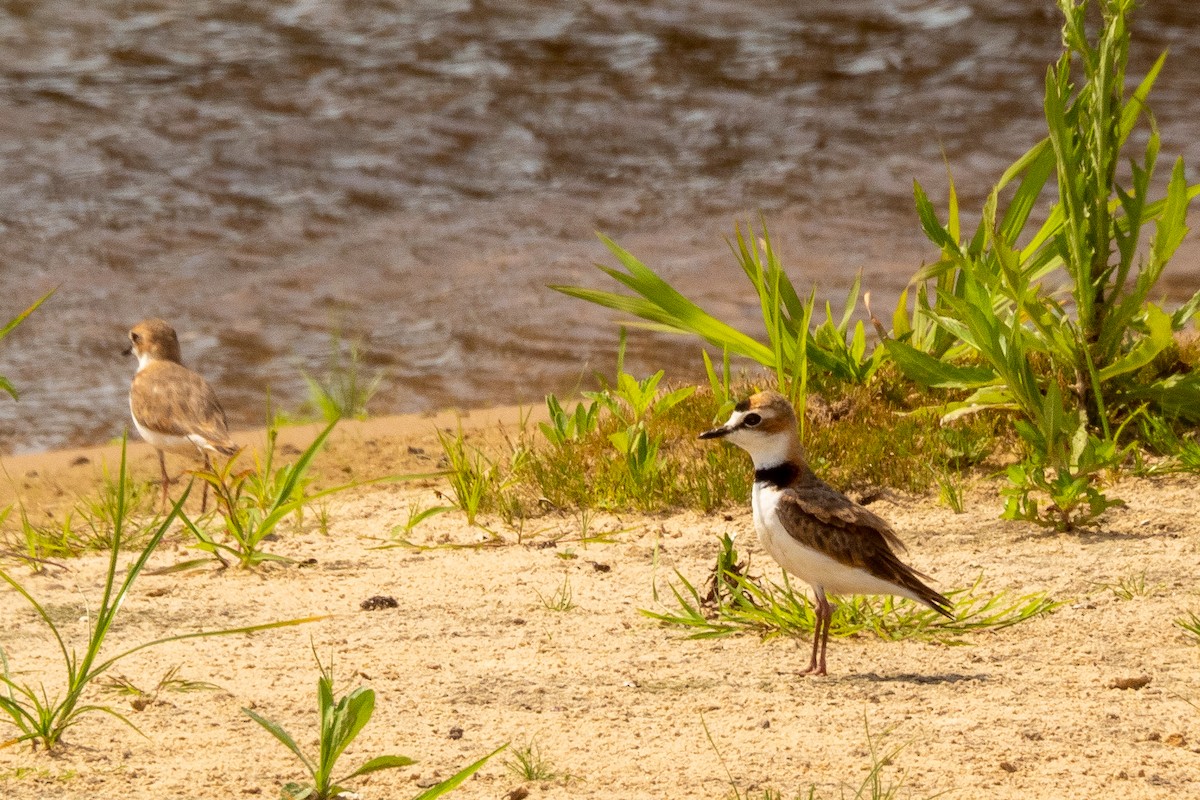 Collared Plover - ML394047811