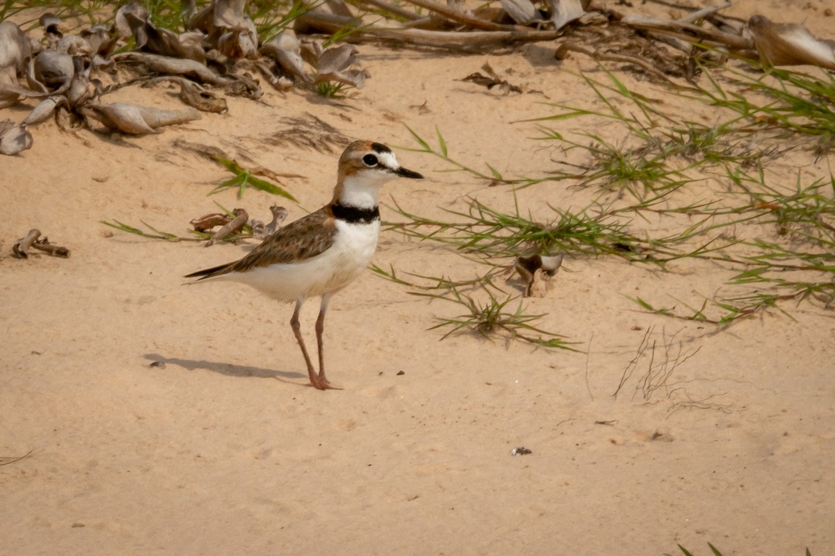 Collared Plover - ML394047821