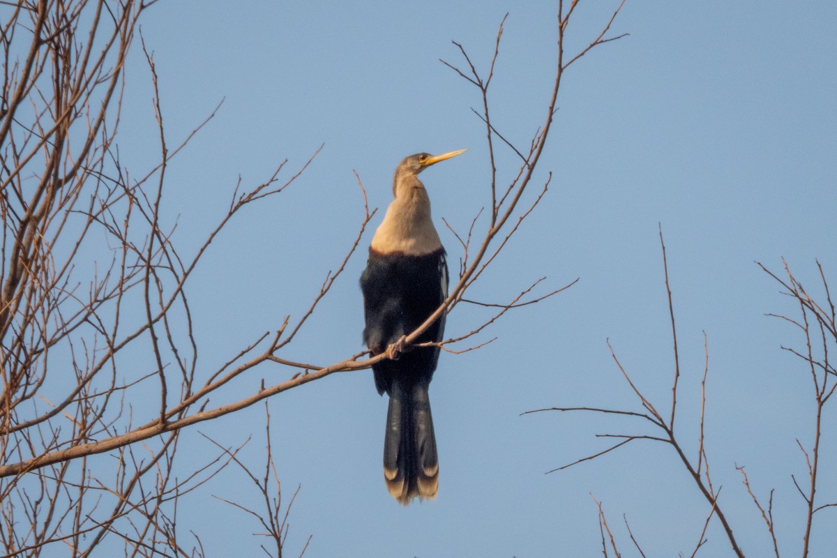 Anhinga - ML394047881