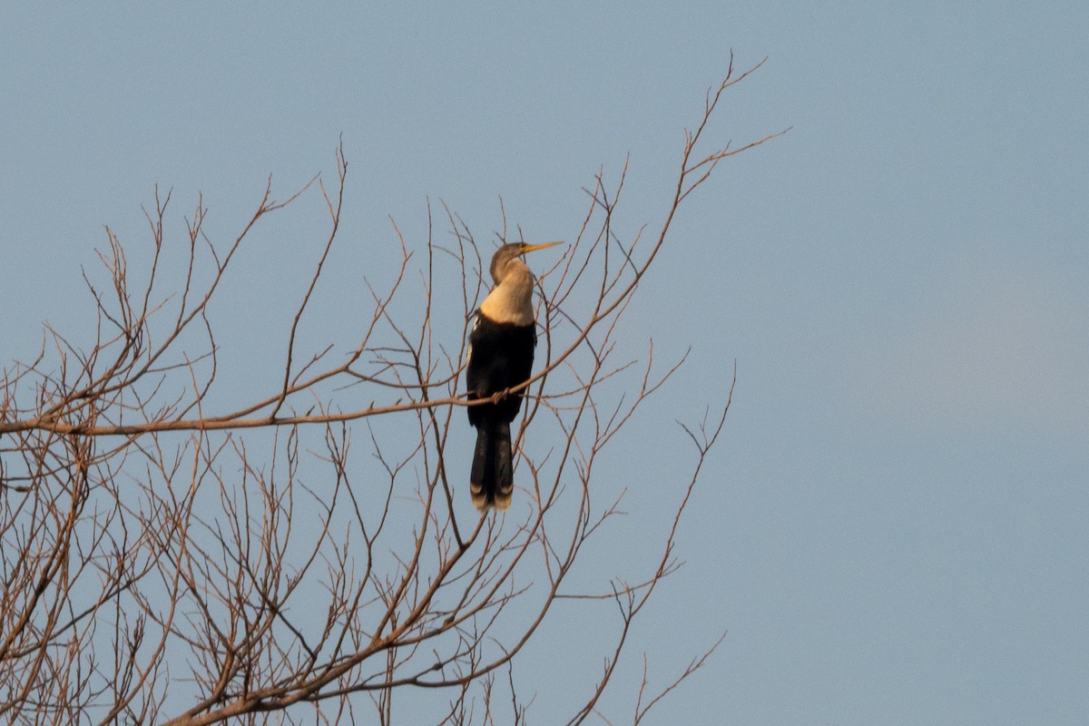 Anhinga - ML394047891