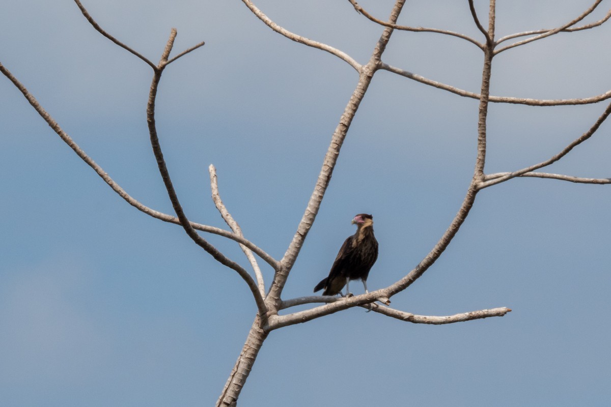 Crested Caracara - ML394048021