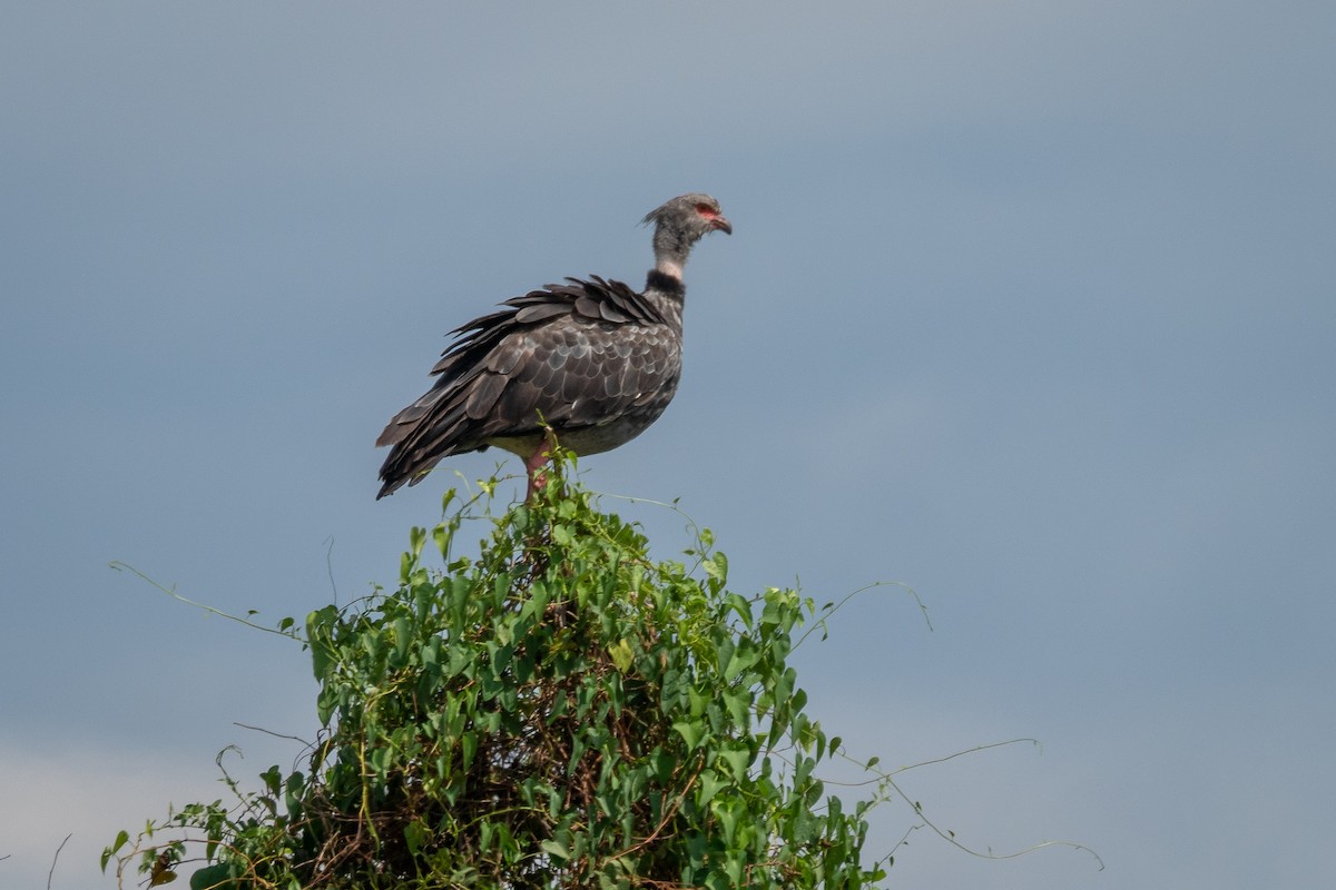 Southern Screamer - ML394048301