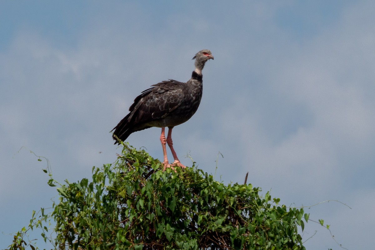 Southern Screamer - ML394048311