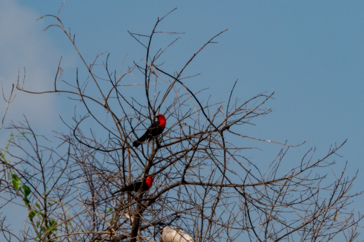 Scarlet-headed Blackbird - ML394048341