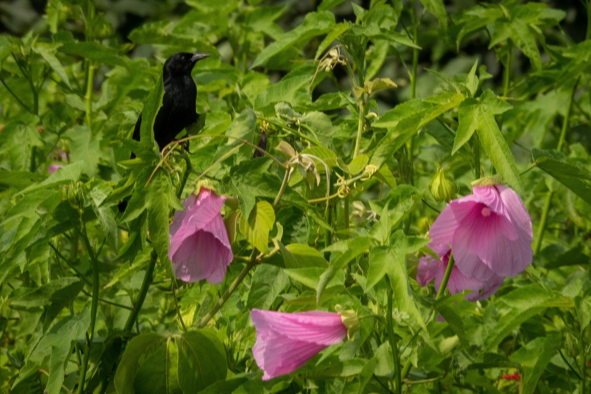 Unicolored Blackbird - ML394048431