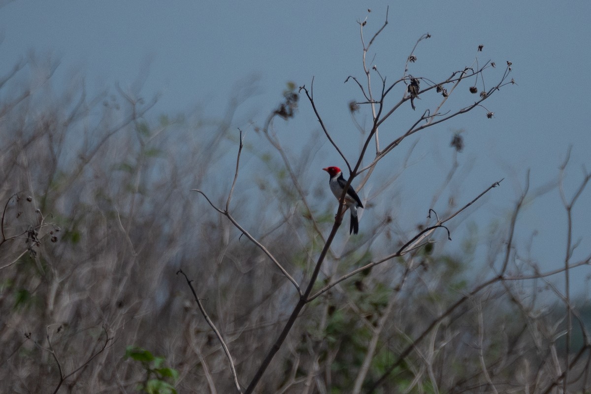 Yellow-billed Cardinal - ML394048481