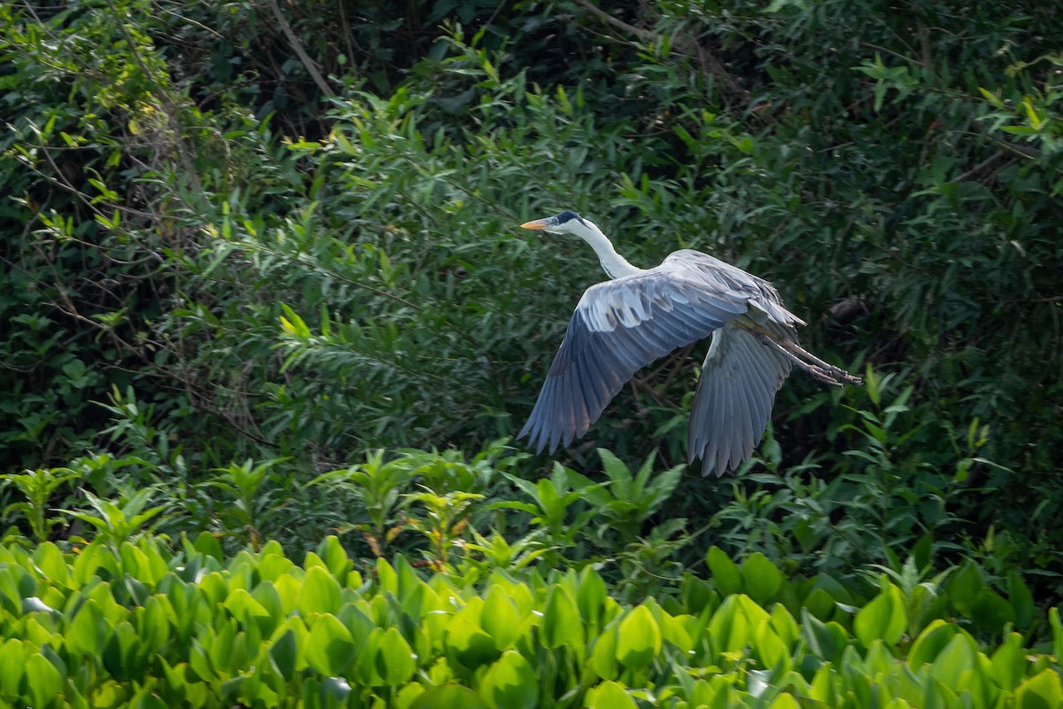 Cocoi Heron - ML394048501