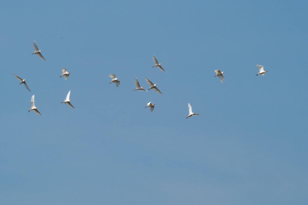 Western Cattle-Egret - ML394048531
