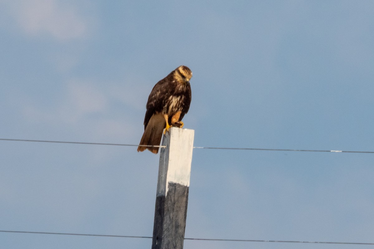 Snail Kite - ML394048621
