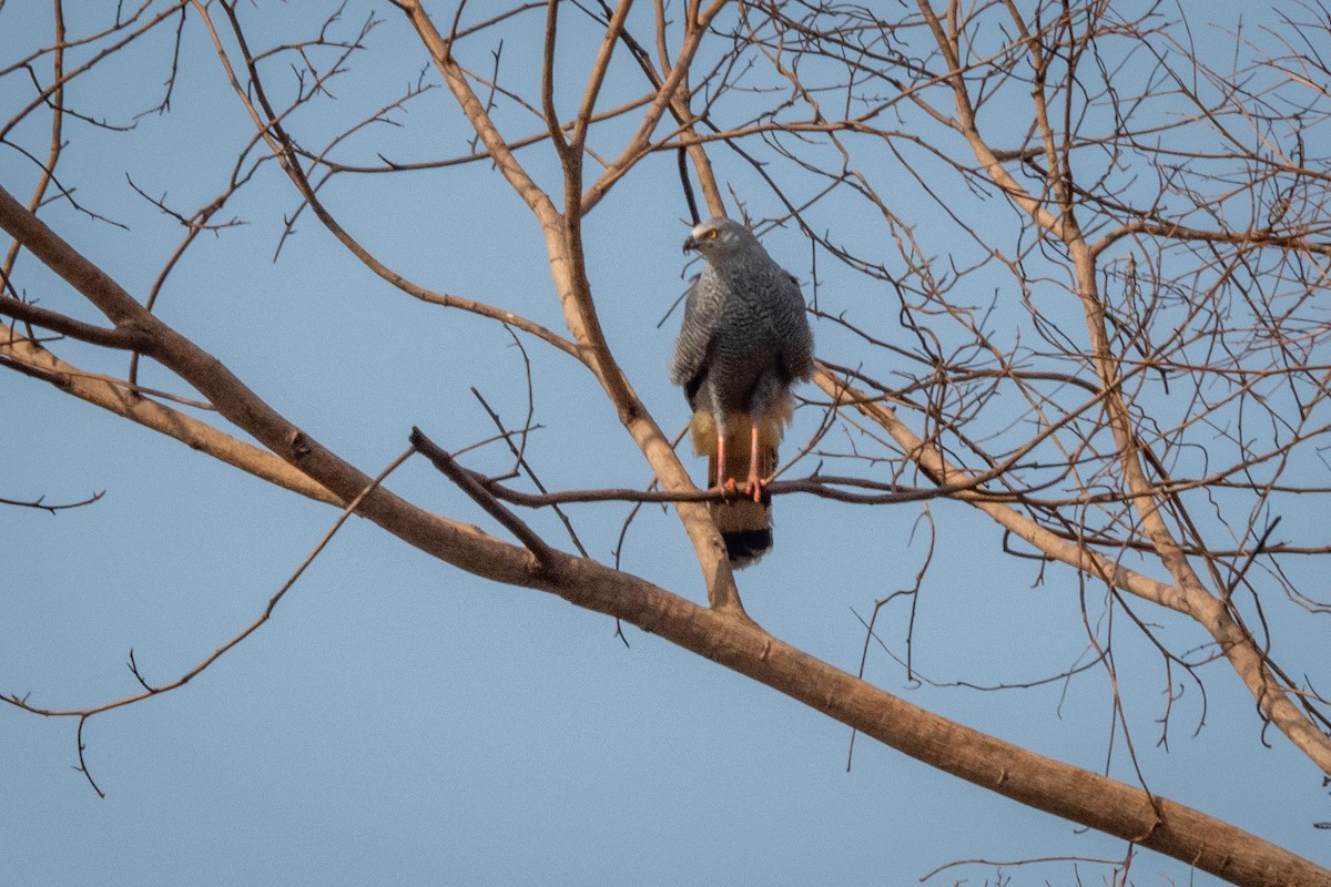 Crane Hawk - ML394048641
